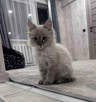 Отдадим котенка девочка