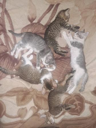 Котята отдам даром