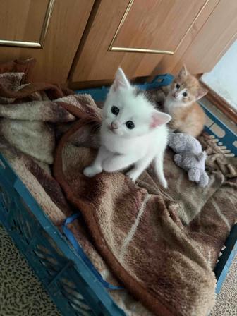 Отдам котят