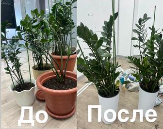 Услуги цветовода ботаника