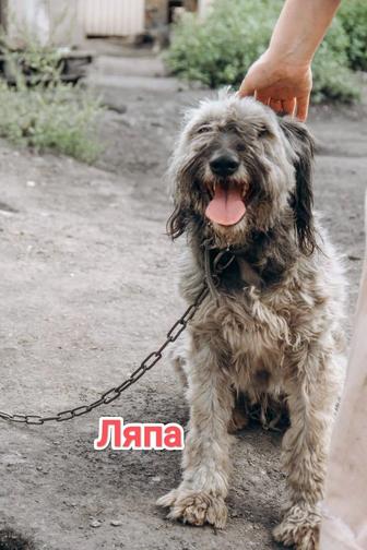 Собаки