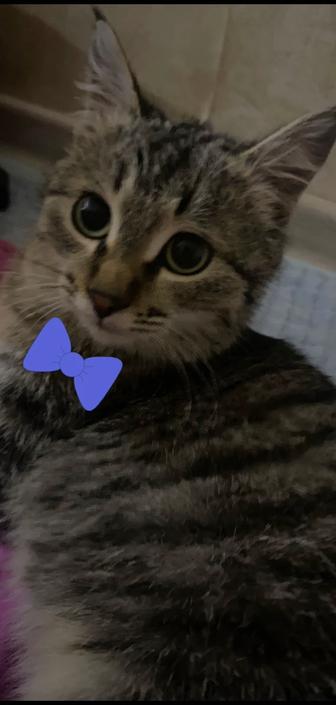 Котенок( мальчик) ищет себе хороших хозяев