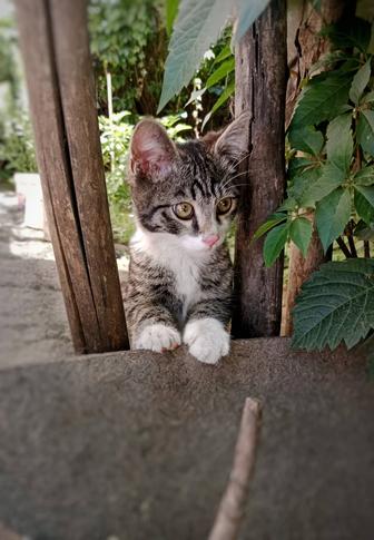 Котик срочно в поисках дома