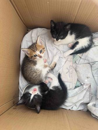 Отдам котят