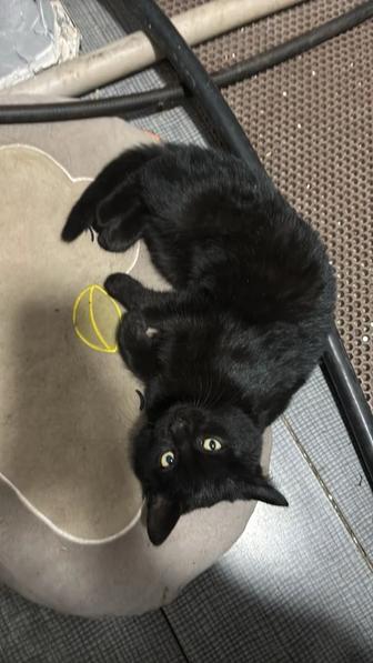 Отдам котят
