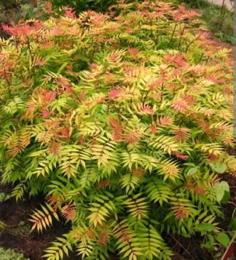 Продам саженцы кустарников