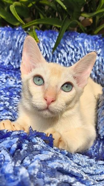Котенок БУРМА ( бурманский )