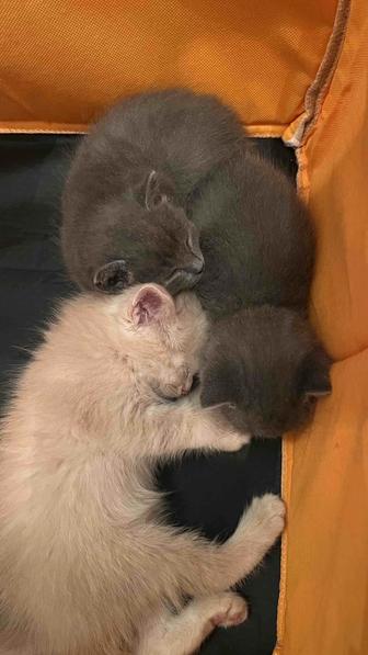 Котят