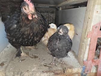 Куры молодняк