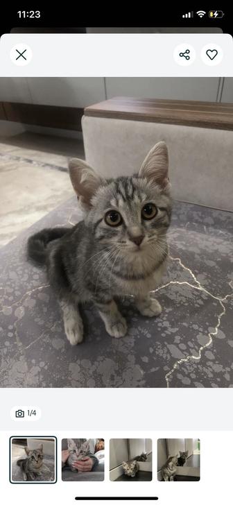 Отдаю активного и ласкового котенка в добрые руки