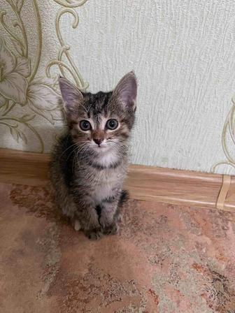 отдам котенка в добрые руки. девочка