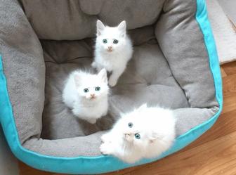 продам котят породистых турецкая ангора