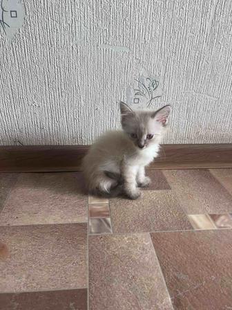 продам котят породистых турецкая ангора