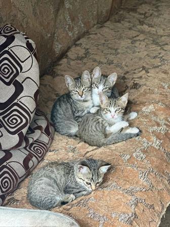 Отдам в хорошие руки котята
