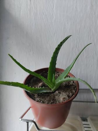 Алоэ столетник