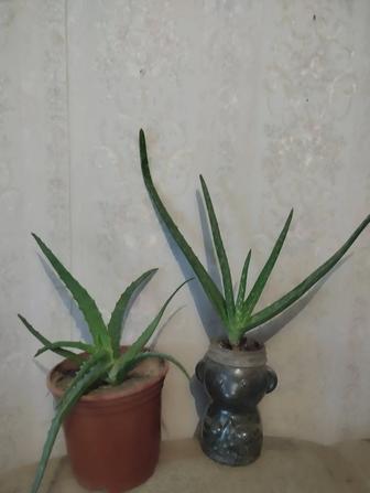 Алоэ и алоэ вера