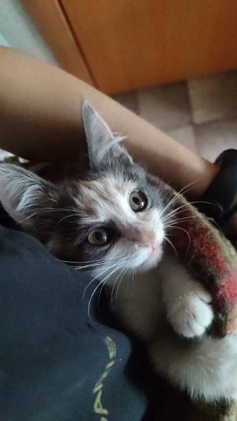 Отдам в добрые руки котенка-девочку