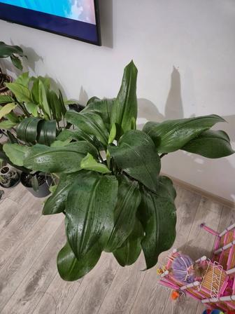 Шикарный эухарис