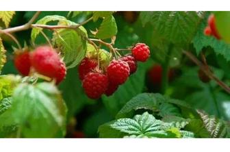 Продам саженцы малины