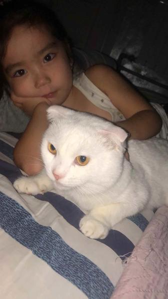 Британский кот