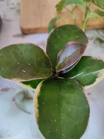 Отростки хойя два вида