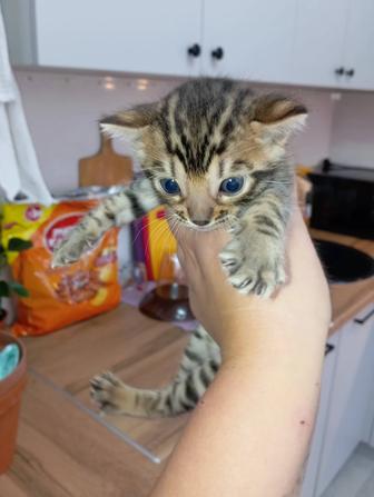 Продаю бенгальского котенка