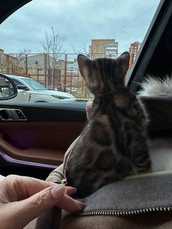 Продаю бенгальских котят