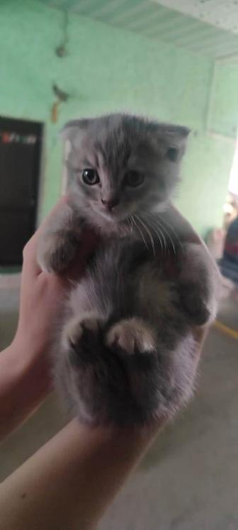 Продаю котенка вислоухого