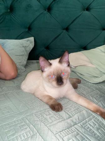 котенок