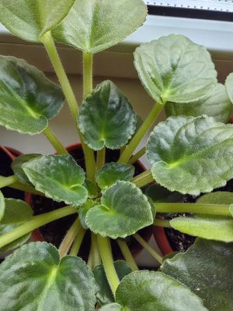 Цветы Фиалки