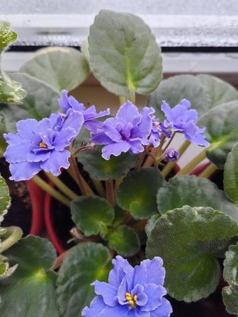 Цветы Фиалки