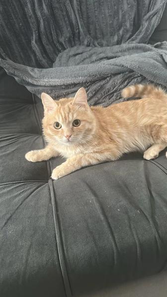 Кот в добрые руки