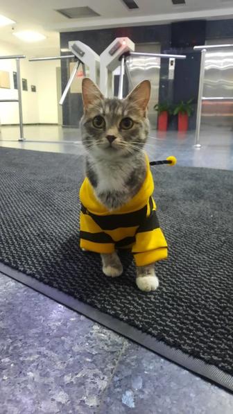 Срочно ищем дом кошечке!