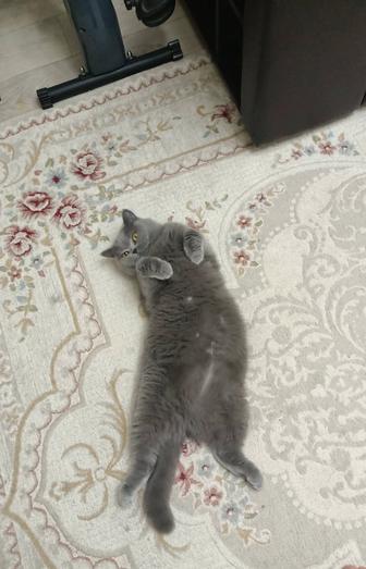 Домашняя кошка. Бесплатно.