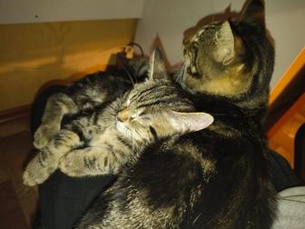 Котенок