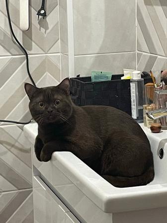 Даром дам кошку.Переезжайем в другой город,жалко оставить одну.