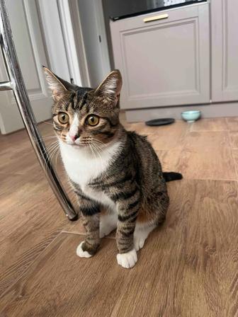 Отдам даром кота