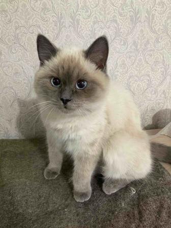 Смесь тайской кошки