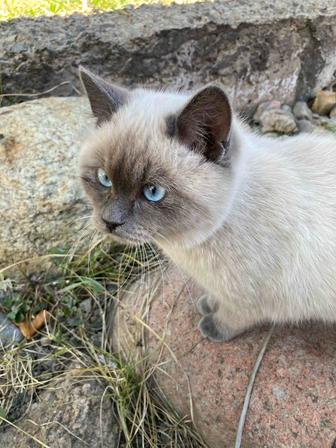 Смесь тайской кошки