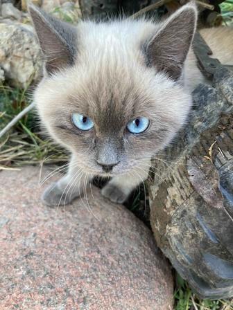 Продам очаровательную кошечку, метис тайской породы, окрас блю-пойнт