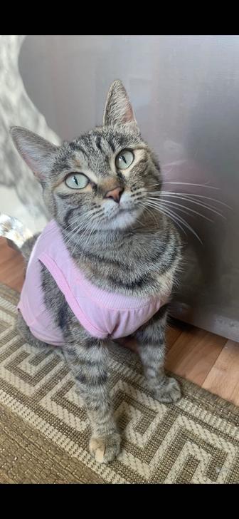 Кошечка Майя