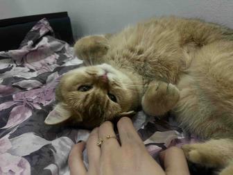 Золотая шиншилла