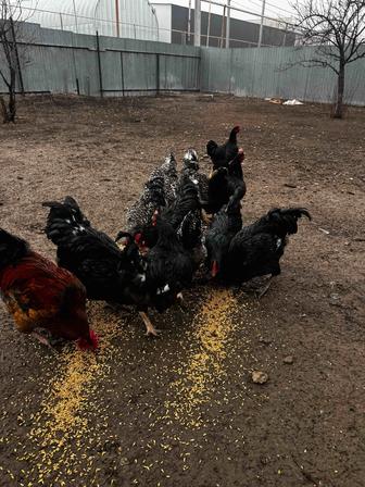 Куры домашние порода австролопы 8-9 месяцев им