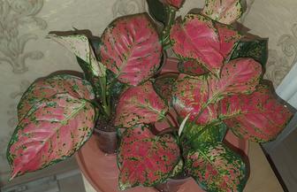 Продам аглаонему