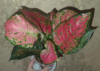 Продам аглаонему