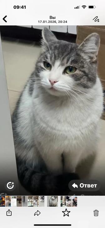 Кот в добрые руки