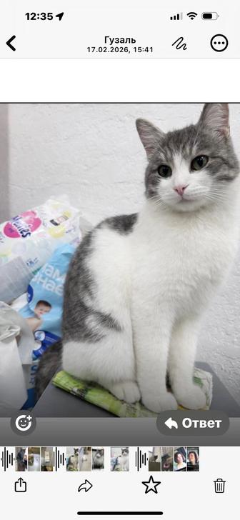 Кот в добрые руки