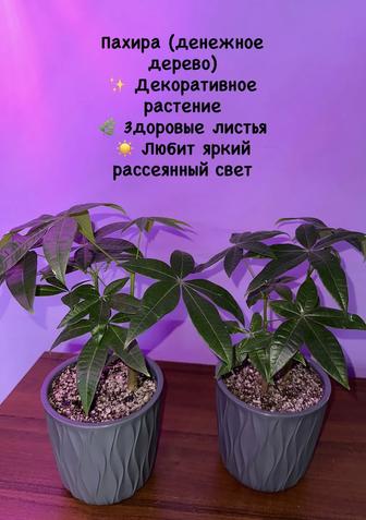 Комнатные растения