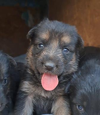 Продам щенков немецкой овчарки