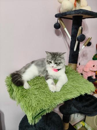 Сибирский котенка 5 месяц девочка к лотку приучен